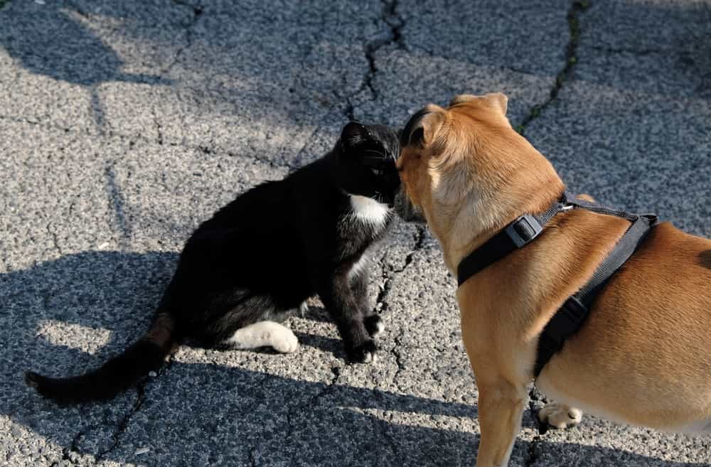How To Tell If A Dog Is Aggressive Towards Cats Gleeful Dog