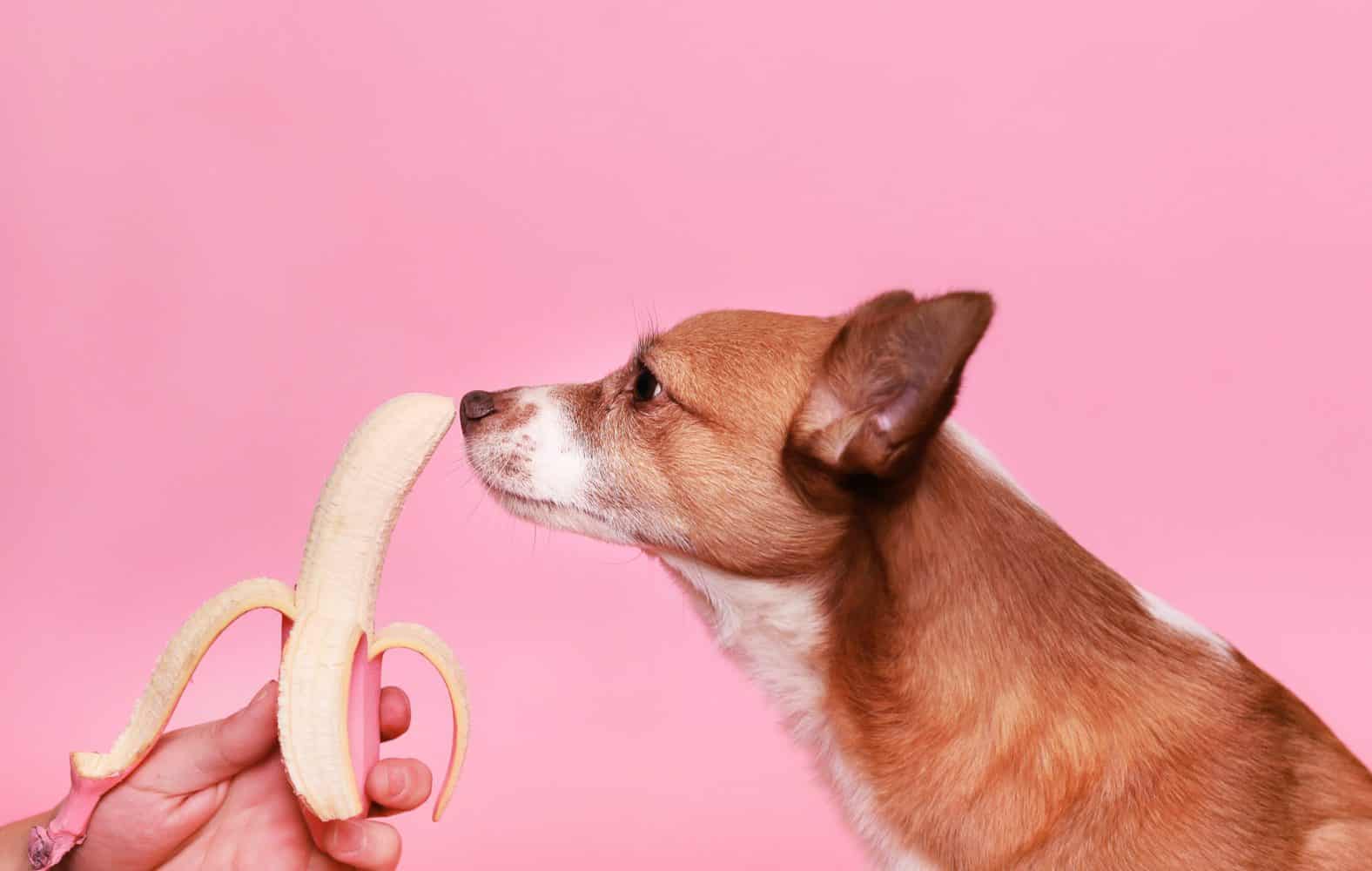 Is it safe for my dog to eat a banana?
