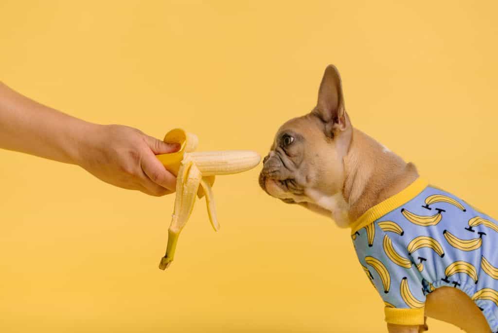 Dog eating banana image 2