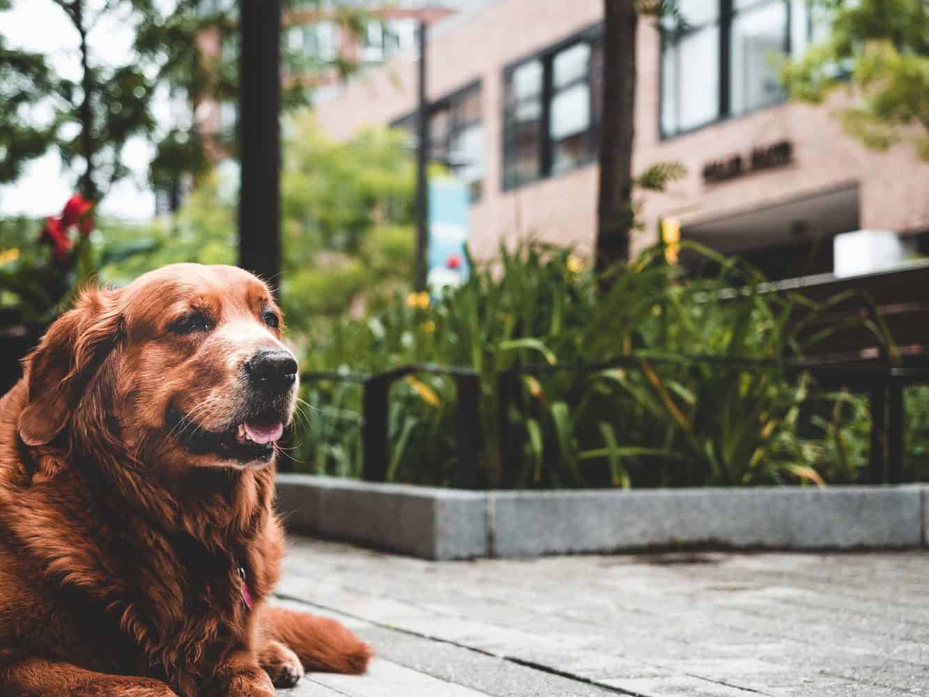 Can dogs get dementia?